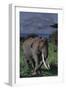 Adult Elephant Scratching its Leg-DLILLC-Framed Photographic Print