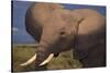 Adult Elephant-DLILLC-Stretched Canvas