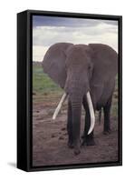 Adult Elephant-DLILLC-Framed Stretched Canvas