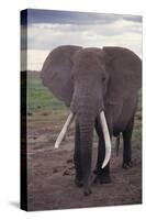 Adult Elephant-DLILLC-Stretched Canvas