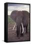 Adult Elephant-DLILLC-Framed Stretched Canvas