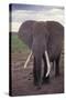Adult Elephant-DLILLC-Stretched Canvas