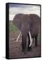 Adult Elephant-DLILLC-Framed Stretched Canvas