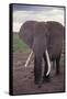 Adult Elephant-DLILLC-Framed Stretched Canvas