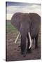 Adult Elephant-DLILLC-Stretched Canvas