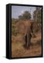 Adult Elephant-DLILLC-Framed Stretched Canvas