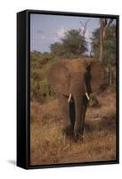 Adult Elephant-DLILLC-Framed Stretched Canvas