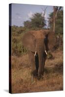 Adult Elephant-DLILLC-Stretched Canvas