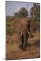 Adult Elephant-DLILLC-Mounted Premium Photographic Print