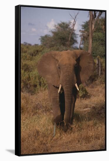 Adult Elephant-DLILLC-Framed Stretched Canvas