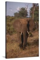 Adult Elephant-DLILLC-Stretched Canvas