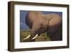 Adult Elephant-DLILLC-Framed Photographic Print