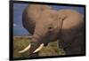 Adult Elephant-DLILLC-Framed Photographic Print