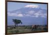 Adult Elephant-DLILLC-Framed Photographic Print