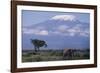 Adult Elephant-DLILLC-Framed Photographic Print
