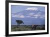 Adult Elephant-DLILLC-Framed Photographic Print