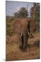 Adult Elephant-DLILLC-Mounted Photographic Print