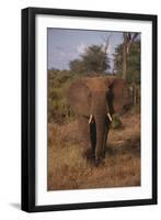 Adult Elephant-DLILLC-Framed Photographic Print