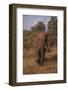 Adult Elephant-DLILLC-Framed Photographic Print