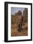 Adult Elephant-DLILLC-Framed Photographic Print