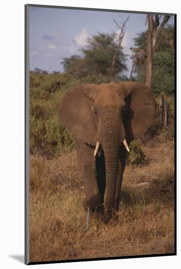 Adult Elephant-DLILLC-Mounted Photographic Print