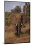 Adult Elephant-DLILLC-Mounted Photographic Print