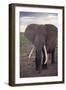 Adult Elephant-DLILLC-Framed Photographic Print