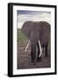 Adult Elephant-DLILLC-Framed Photographic Print