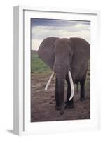 Adult Elephant-DLILLC-Framed Photographic Print