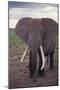 Adult Elephant-DLILLC-Mounted Photographic Print