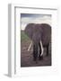 Adult Elephant-DLILLC-Framed Photographic Print