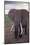 Adult Elephant-DLILLC-Mounted Photographic Print