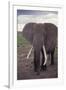 Adult Elephant-DLILLC-Framed Photographic Print