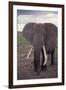 Adult Elephant-DLILLC-Framed Photographic Print