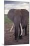 Adult Elephant-DLILLC-Mounted Photographic Print