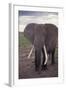 Adult Elephant-DLILLC-Framed Photographic Print