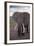 Adult Elephant-DLILLC-Framed Photographic Print