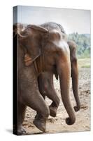 Adult Elephants (Elephantidae) at the Pinnewala Elephant Orphanage, Sri Lanka, Asia-Charlie-Stretched Canvas