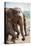 Adult Elephants (Elephantidae) at the Pinnewala Elephant Orphanage, Sri Lanka, Asia-Charlie-Stretched Canvas