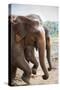 Adult Elephants (Elephantidae) at the Pinnewala Elephant Orphanage, Sri Lanka, Asia-Charlie-Stretched Canvas