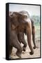 Adult Elephants (Elephantidae) at the Pinnewala Elephant Orphanage, Sri Lanka, Asia-Charlie-Framed Stretched Canvas