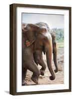 Adult Elephants (Elephantidae) at the Pinnewala Elephant Orphanage, Sri Lanka, Asia-Charlie-Framed Photographic Print