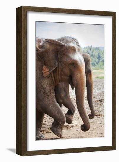 Adult Elephants (Elephantidae) at the Pinnewala Elephant Orphanage, Sri Lanka, Asia-Charlie-Framed Photographic Print