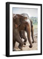 Adult Elephants (Elephantidae) at the Pinnewala Elephant Orphanage, Sri Lanka, Asia-Charlie-Framed Photographic Print