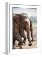 Adult Elephants (Elephantidae) at the Pinnewala Elephant Orphanage, Sri Lanka, Asia-Charlie-Framed Photographic Print