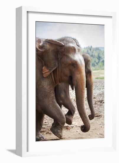 Adult Elephants (Elephantidae) at the Pinnewala Elephant Orphanage, Sri Lanka, Asia-Charlie-Framed Photographic Print