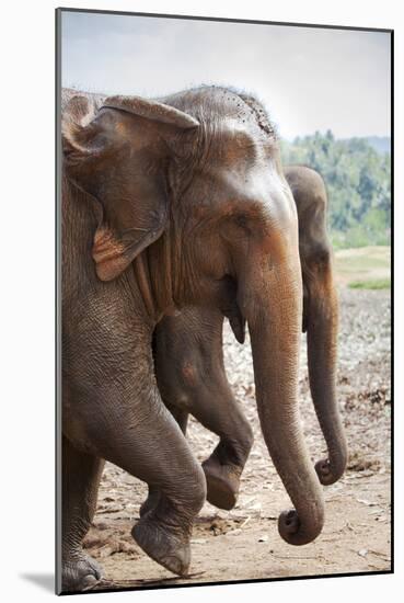 Adult Elephants (Elephantidae) at the Pinnewala Elephant Orphanage, Sri Lanka, Asia-Charlie-Mounted Photographic Print
