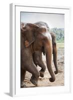 Adult Elephants (Elephantidae) at the Pinnewala Elephant Orphanage, Sri Lanka, Asia-Charlie-Framed Photographic Print