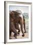 Adult Elephants (Elephantidae) at the Pinnewala Elephant Orphanage, Sri Lanka, Asia-Charlie-Framed Photographic Print