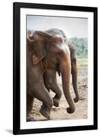 Adult Elephants (Elephantidae) at the Pinnewala Elephant Orphanage, Sri Lanka, Asia-Charlie-Framed Photographic Print